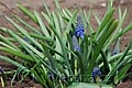 Muscari armeniacum - modřenec arménský - celá rostlina - 6.4.2008 - Lanžhot (BV) - soukromá zahrada