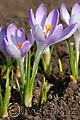 Crocus vernus Vanguard - šafrán jarní Vanguard - květ - 8.3.2008 - Lanžhot (BV) - soukromá zahrada