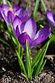 Crocus tommasinianus Ruby Giant - šafrán Tommasiniho Ruby Giant - květ - 8.3.2008 - Lanžhot (BV) - soukromá zahrada