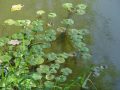 Hydrocharis morsus-ranae - voďanka žabí - celá rostlina - 2.9.2006 - Lanžhot (BV) - 