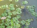 Hydrocharis morsus-ranae - voďanka žabí - celá rostlina - 2.9.2006 - Lanžhot (BV) - 