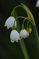 Leucojum aestivum bledule letní