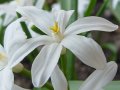 Chionodoxa luciliae var. alba - ladonička - květ - 2.4.2005 - Lanžhot (BV) - soukromá zahrada