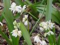 Scilla siberica var. alba - ladoňka sibiřská bílá - celá rostlina - 2.4.2005 - Lanžhot (BV) - soukromá zahrada