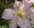 Lilium Xotica - lilie Xotica - květ - 24.7.2006 - Lanžhot (BV) - soukromá zahrada