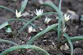 Tulipa biflora - tulipán - celá rostlina - 25.3.2007 - Lanžhot (BV) - soukromá zahrada