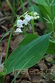 Convallaria majalis - konvalinka vonná - celá rostlina - 12.5.2007 - Hroznová Lhota (HO) - NPR Čertoryje - Bílé Karpaty