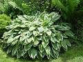 Hosta undulata var. albomarginata - bohyška vlnitolistá - celá rostlina - 6.6.2004 - Lanžhot (BV) - soukromá zahrada