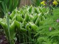 Hosta undulata var. albomarginata - bohyška vlnitolistá - celá rostlina - 23.4.2006 - Lanžhot (BV) - soukromá zahrada