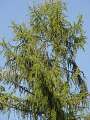 Larix decidua - modřín opadavý - celá rostlina - 27.9.2003 - Lednice (BV) - zámecký park