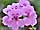 Pelargonium 'pac Happy Face Amethyst Improved' pelargónie 'pac Happy Face Amethyst Improved'