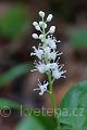 Maianthemum bifolium - pstroček dvoulistý - květ - 8.5.2007 - Lanžhot (BV) - Obora - Soutok