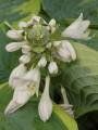 Hosta Tokudama Flavocircinalis - bohyška Tokudama Flavocircinalis - květ - 18.6.2006 - Lanžhot (BV) - soukromá zahrada