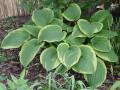 Hosta fortunei var. aureomarginata - bohyška - celá rostlina - 8.5.2006 - Lanžhot (BV) - soukromá zahrada