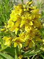 Lysimachia vulgaris - vrbina obecná - květ - 26.6.2004 - Lanžhot (BV) - louka u Moravy směrem na Kostice