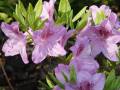 Rhododendron obtusum Ledikanense - pěnišník Ledikanense - květ - 8.5.2006 - Lanžhot (BV) - soukromá zahrada