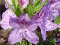 Rhododendron obtusum Ledikanense - pěnišník Ledikanense - květ - 8.5.2006 - Lanžhot (BV) - soukromá zahrada