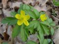 Anemonoides ranunculoides - sasanka pryskyřníkovitá - celá rostlina - 23.3.2003 - Lanžhot (BV) - Kazůbek