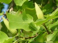 Liriodendron tulipifera - liliovník tulipánokvětý - květ - 1.8.2003 - Lednice (BV) - zámecký park