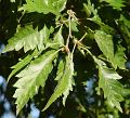 Fagus sylvatica Asplenifolia - buk obecný Asplenifolia - list - 18.9.2004 - Lednice (BV) - zámecký park