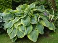 Hosta sieboldiana Frances Williams - bohyška Frances Williams - celá rostlina - 6.6.2004 - Lanžhot (BV) - soukromá zahrada