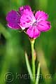 Dianthus armeria - hvozdník svazčitý - květ - 24.5.2008 - Lanžhot (BV) - Košarské louky