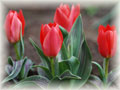 Tulipa gregii, variety a hybridy