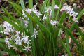 Scilla bifolia var. rosea - ladoňka dvoulistá růžová - celá rostlina - 4.3.2007 - Lanžhot (BV) - soukromá zahrada