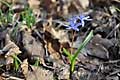 Scilla drunensis - ladoňka rakouská - celá rostlina - 18.3.2012 - Lanžhot (BV) - Okraj lesa u louky Březová