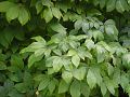 Aesculus parviflora - jírovec drobnokvětý - větev - 20.10.2004 - Lednice (BV) - zámecký park