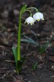 Leucojum vernum - bledule jarní - celá rostlina - 4.3.2007 - Lanžhot (BV) - soukromá zahrada