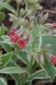 Pulmonaria rubra David Ward - plicník David Ward - květ - 17.3.2007 - Lanžhot (BV) - soukromá zahrada