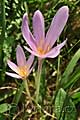 Colchicum autumnale - ocún jesenní - celá rostlina - 28.9.2011 - Tvarožná Lhota (HO) - SPR Čertoryje - Bílé Karpaty