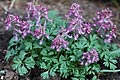 Corydalis solida - dymnivka plná - celá rostlina - 29.3.2008 - Lanžhot (BV) - soukromá zahrada