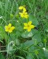 Caltha palustris - blatouch bahenní - celá rostlina - 9.5.2003 - Lanžhot (BV) - louka u roty na Lánech