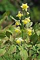 Epimedium ×versicolor - škornice - celá rostlina - 24.4.2010 - Lanžhot (BV) - soukromá zahrada