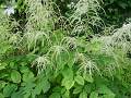 Aruncus dioicus - udatna - celá rostlina - 6.6.2005 - Lanžhot (BV) - soukromá zahrada